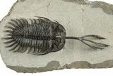 Trident Walliserops Trilobite - Foum Zguid, Morocco #244250-3